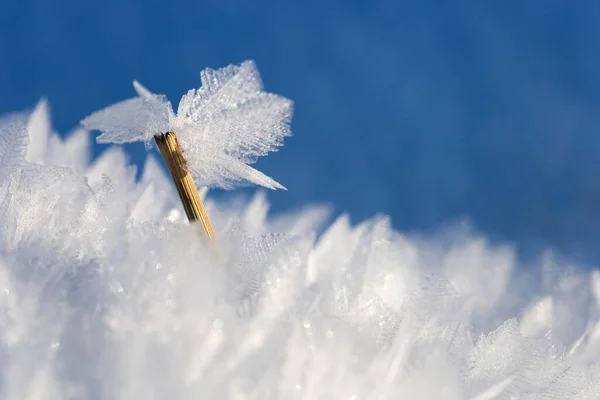 Frost Ice Covered Blade Grass Ice Crystals — ストック写真