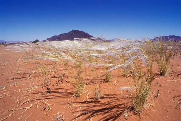 Grass Wind Namibia — Fotografia de Stock