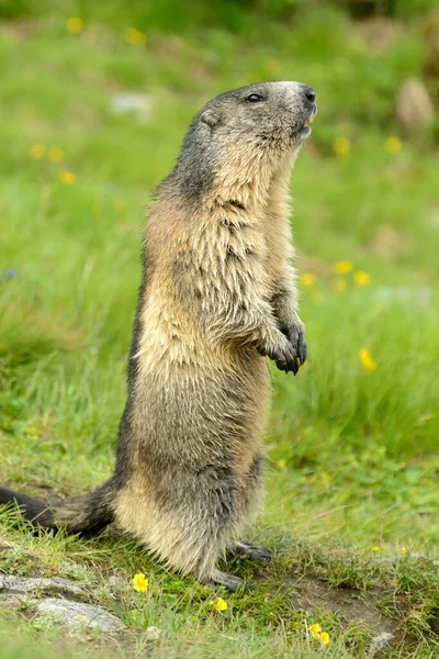 Alpine Marmot Standing Meadow High Tauern National Park Austria Europe — Fotografia de Stock