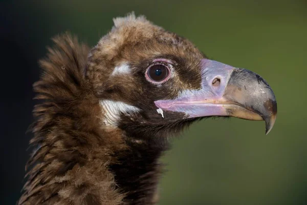 Monk Vulture Aegypius Monachus Portrait Extremadura Spain Europe — Stockfoto