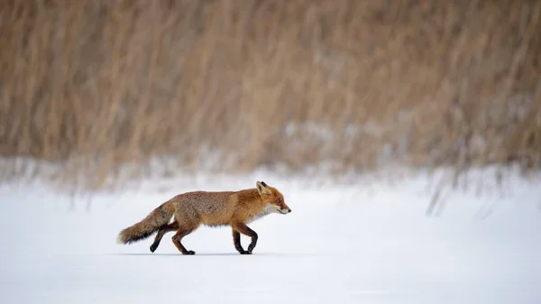 Red Fox running a straight line through snow, in fron of reed, Moravia, Czech Republic, Europe
