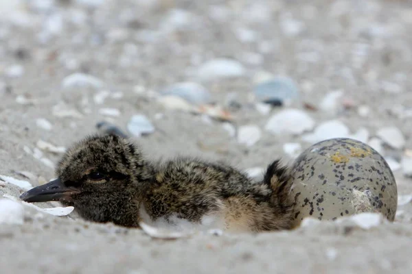 Eurasian Oystercatcher Haematopus Ostralegus Chick Sitting Nesting Space Next Egg — Fotografia de Stock
