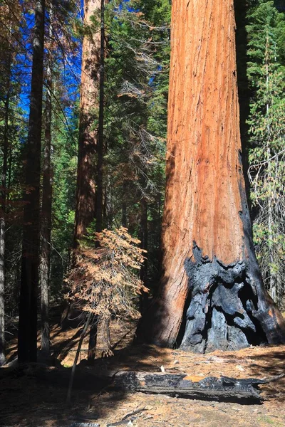 Sequoias Foresta Yosemite West Yosemite National Park California Usa North — Stock Photo, Image