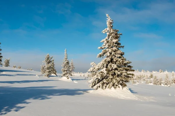 Met Sneeuw Bedekte Bomen Nationaal Park Riisitunturi Posio Lapland Finland — Stockfoto