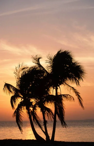 Palme Tramonto Sanibel Island Florida Usa Nord America — Foto Stock