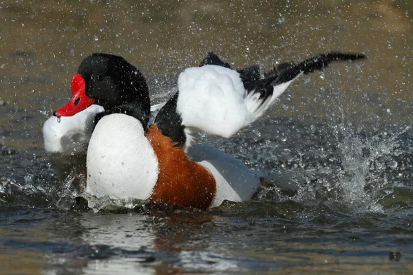 Common Shelduck Tadorna Tadorna Ostriesische Inseln Friesland Lower Saxony Germany — Stock fotografie