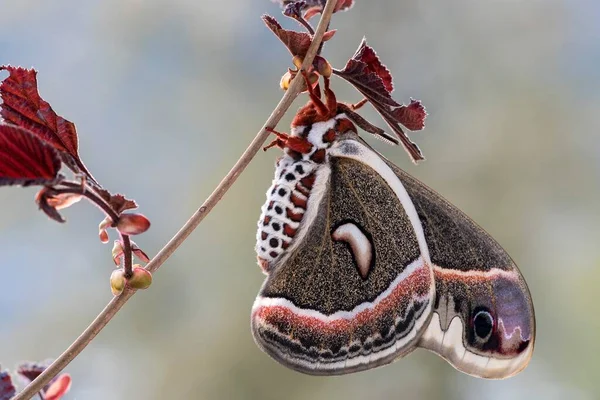 Glover Silkmoth Hyalophora Gloveri Breed Tyrol Austria Europe — Zdjęcie stockowe