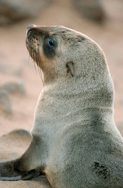Sul Africano Fur Seal Jovem Cape Cross Namíbia Arctocephalus Pusillus — Fotografia de Stock