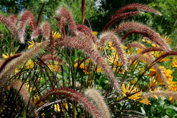 Lamplighter Grass Pennisetum Setaceum Copper — стокове фото