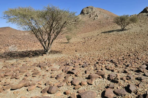 Acaciabomen Wadi Tiwi Rotsachtige Woestijn Hajar Gharbi Mountains Dhahirah Region — Stockfoto