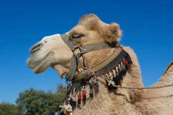 Camel Bridle Bukhara Uzbekistan Asia — Stock Fotó