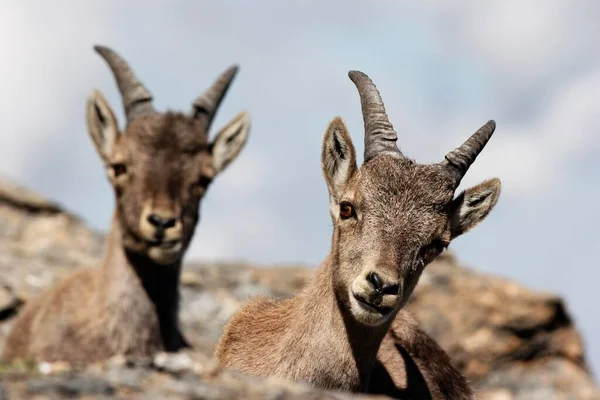 Ibeksy Jung Capra Ibex — Zdjęcie stockowe