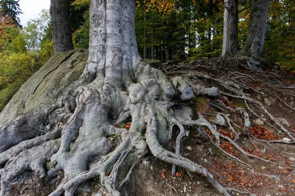 Roots Beech Bavarian Forest Bavaria Germany Europe — Stock Photo, Image