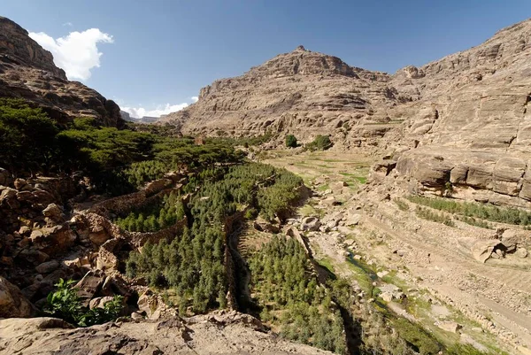 Qat Plantation Jemenian Mountains Yemen Asia — Stockfoto