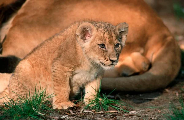 African Lion Cub Panthera Leo — 图库照片