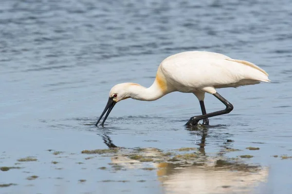 Colher Comum Forrageamento Água Texel Holanda Norte Países Baixos — Fotografia de Stock