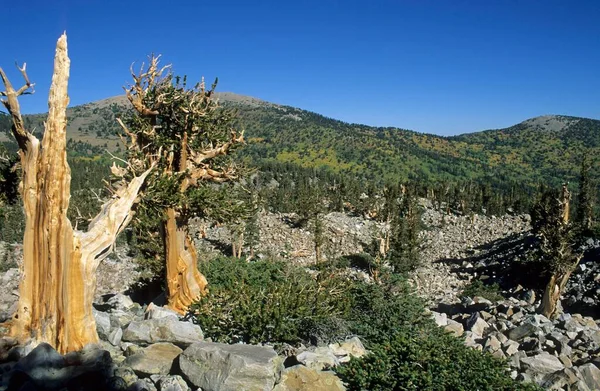 Bristlecone Pine Glacier Valley Great Basin National Park Nevada Usa — стокове фото