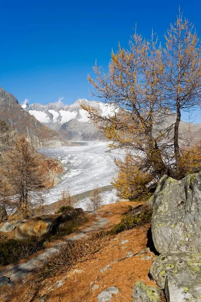 Glaciar Aletsch Valais Suíça Europa — Fotografia de Stock