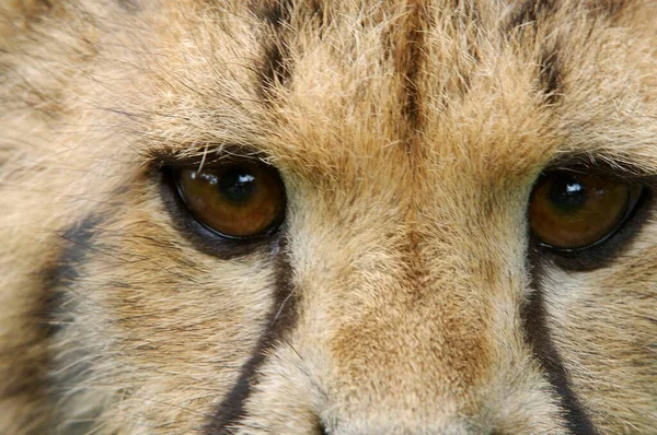 Portrait Young Cheetah Close View — 图库照片
