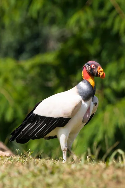King Vulture Bird Costa Rica Central America — Zdjęcie stockowe