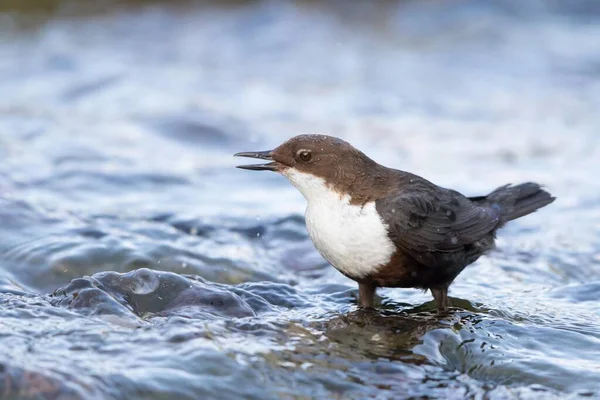 White Breasted Dipper Stone Hesse Germany Europe — Stock fotografie