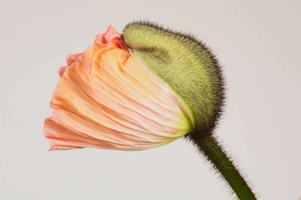 Makaron Papaver Kwiat Zbliżenie — Zdjęcie stockowe