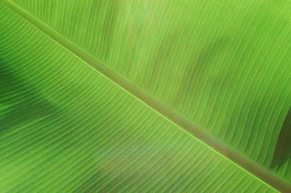 Banana Leaf Detail Close View — 스톡 사진
