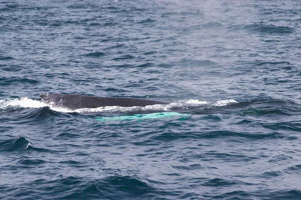 Blowing Breathing Humpback Whale Whitless Bay Avalon Peninsula — Zdjęcie stockowe