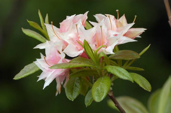 Azalea Rhododendron Spec Close View — Stock Photo, Image