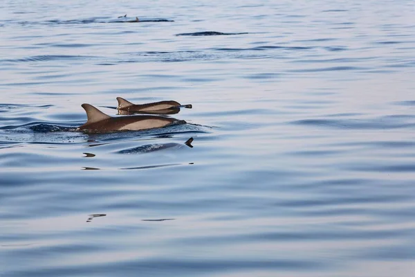 Dolphins Delphinidae Lovina Beach Bali Indonesia Asia — 스톡 사진