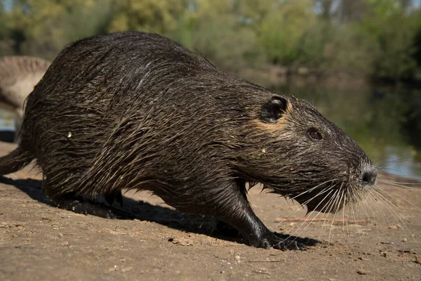 Nutria Myocastor Coypus Mrfelden Waldorf Hesse Almanya Avrupa — Stok fotoğraf