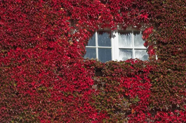 Window Wall Covered Autumn Coloured Vine Leaves Germany Europe —  Fotos de Stock