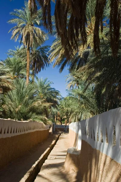 Palm Garden Ghadames Ghadamis — 图库照片