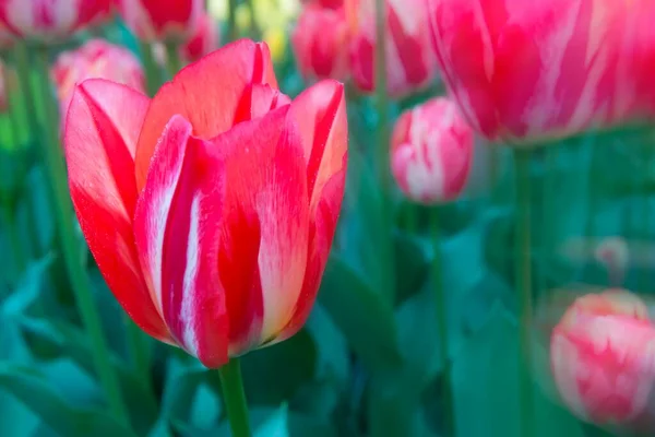 Close up of multi-colored tulips (tulipa) in bloom, Keukenhof Gardens Exhibit, Lisse, South Holland, The Netherlands, Europe