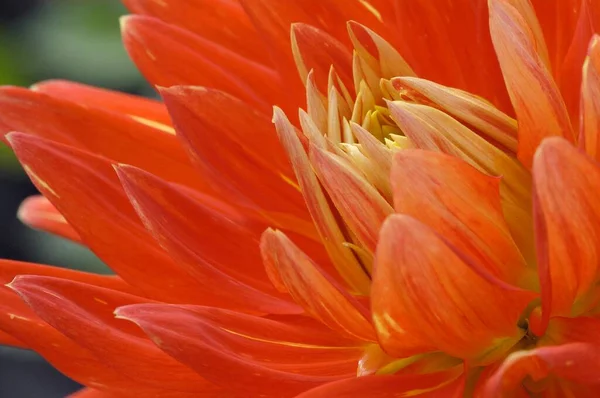 Dahlia Flower Close View Summer Concept — Stock Photo, Image