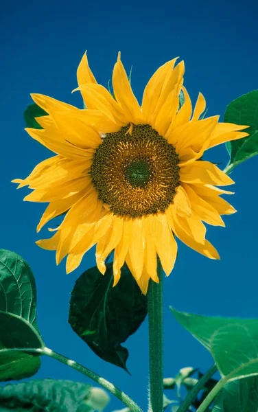 Sunflower Helianthus Annuus Close — Stockfoto