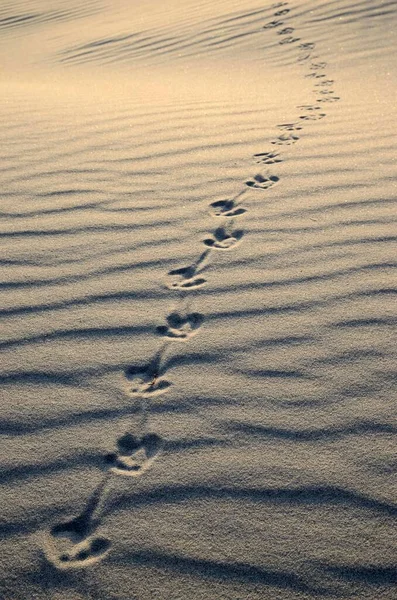 Bird Tracks Sand Kniepsand Beach Sandbank Amrum Island Nordfriesland North — Zdjęcie stockowe