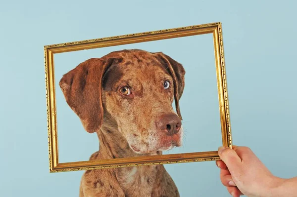 Catahoula Leopard Dog Red Merle Looking Picture Frame — Stock Photo, Image