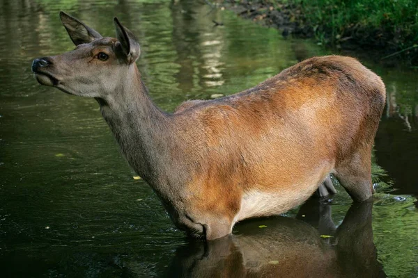 Red Deer Cervus Elaphus Female — Stock Photo, Image