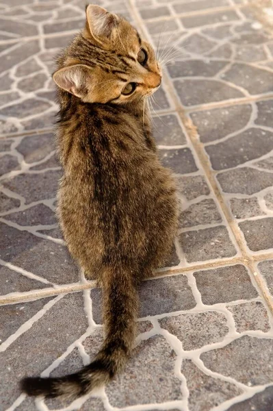 Kitten, island of Karpathos, Aegean Islands, Aegean Sea, Greece, Europe