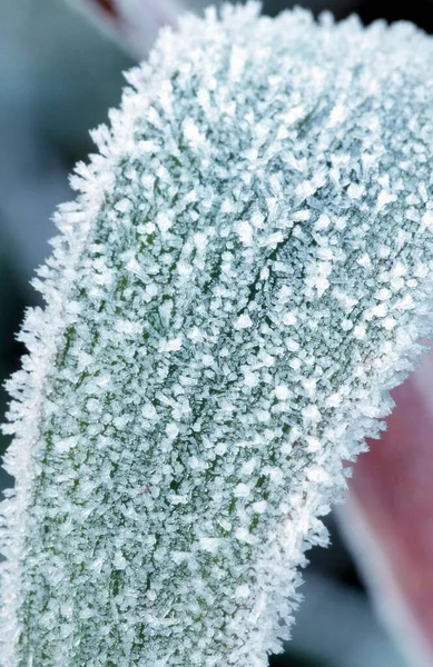 Hoarfrost Leaf Allemagne Europe — Photo