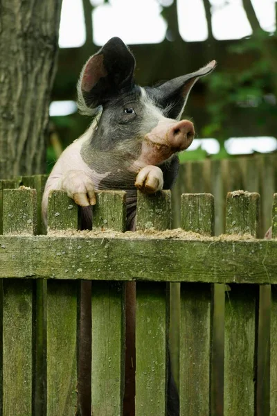 Hall Pig Looks Fence Pig Pigs — Fotografia de Stock