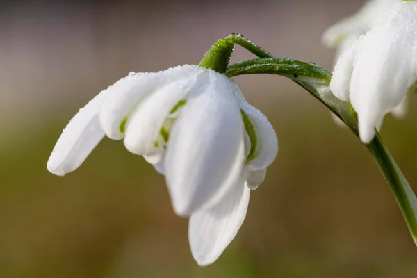 Copo Nieve Primavera Leucojum Vernum Hesse Alemania Europa — Foto de Stock