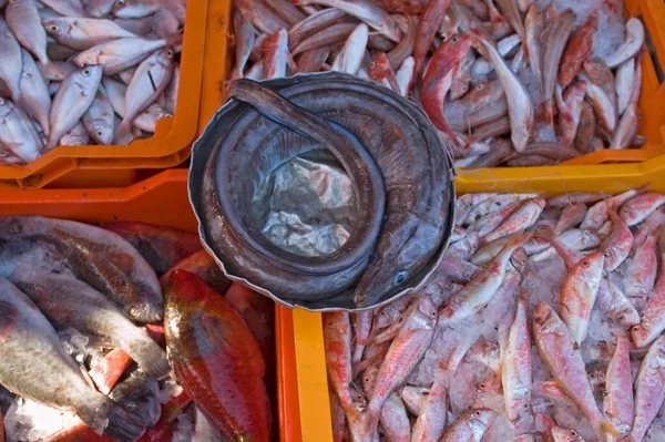 Fish Market Tripoli — Stockfoto