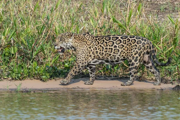 Мужской Ягуар Panthera Onca Преследует Берегу Реки Река Куяба Пантанал — стоковое фото