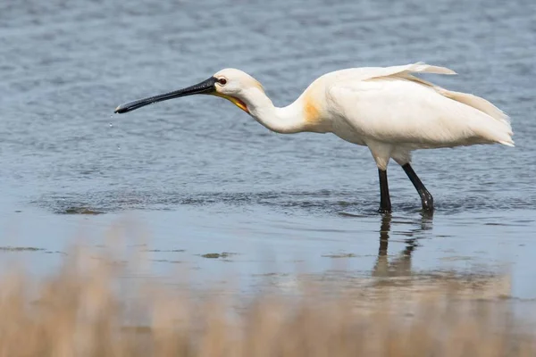 Common Spoonbill Texel North Holland Netherlands — Stock Photo, Image