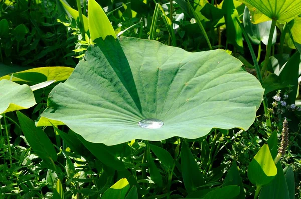 Water Surface Lotus Leaf — Stockfoto
