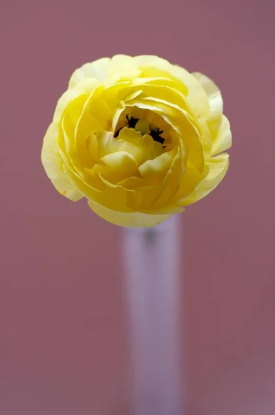 Yellow Persian Buttercup Ranunculus Asiaticus Glass Vase — ストック写真