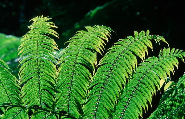 Fern Leaves Queensland Australia Oceania — Foto Stock