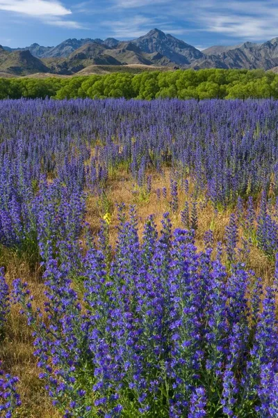 Purple Lupine Flowers Close View Summer Concept — Stockfoto